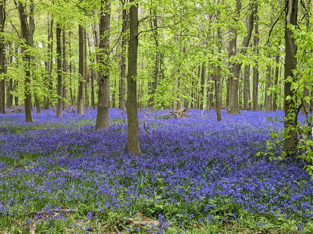 National Trust - Ashridge Estate-Berkhamsted必去景点
