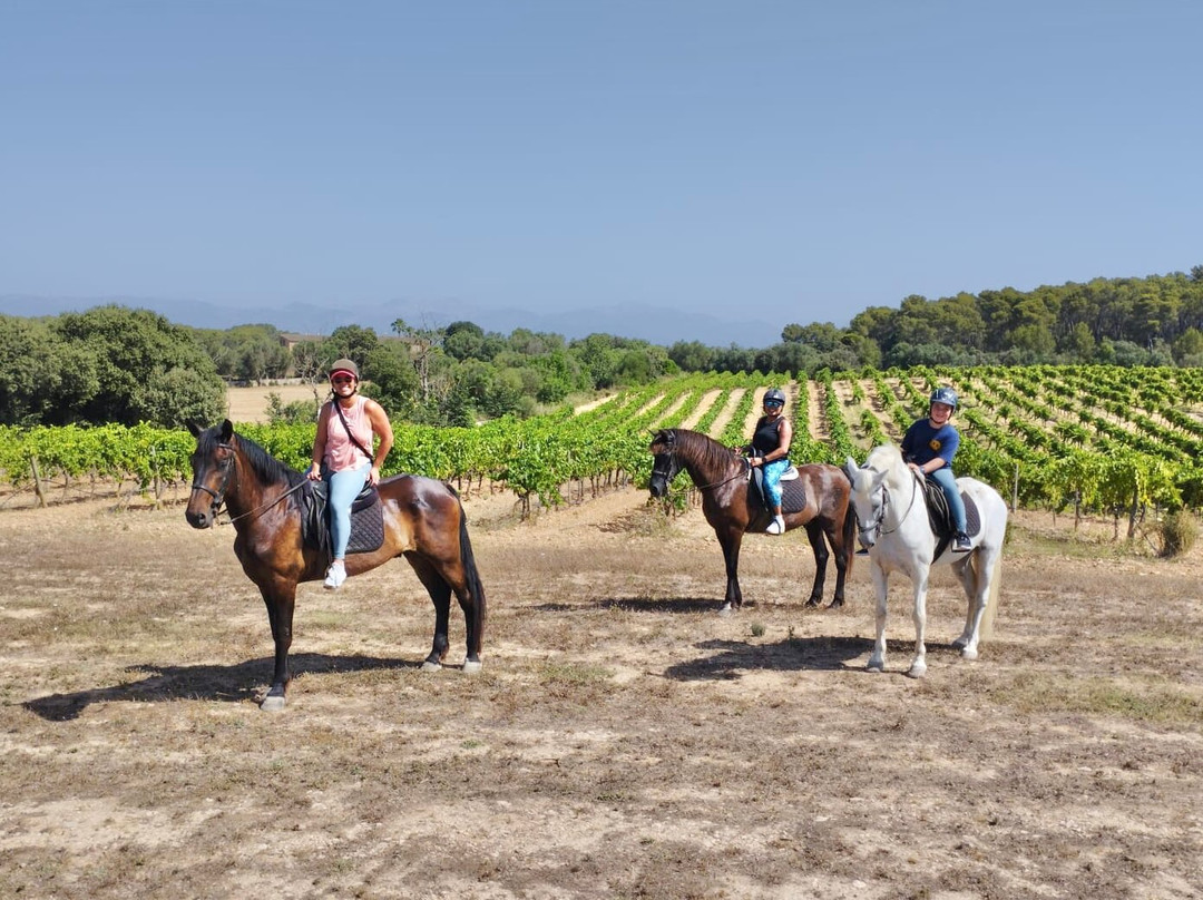 Mallorca Horses景点图片