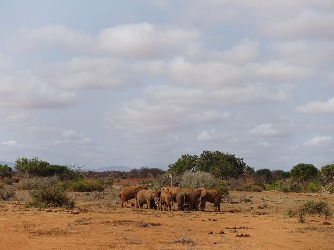 Tsavo East National Park景点图片