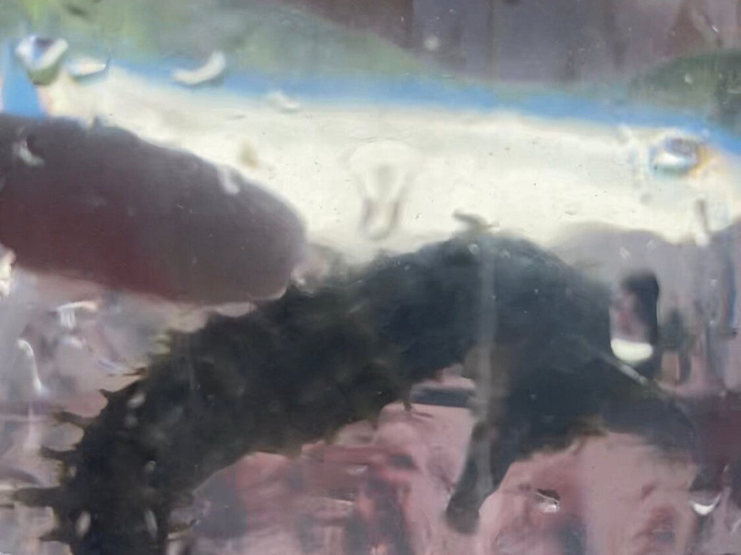 Parque Nacional Laguna de La Restinga-玛格丽塔岛必去景点