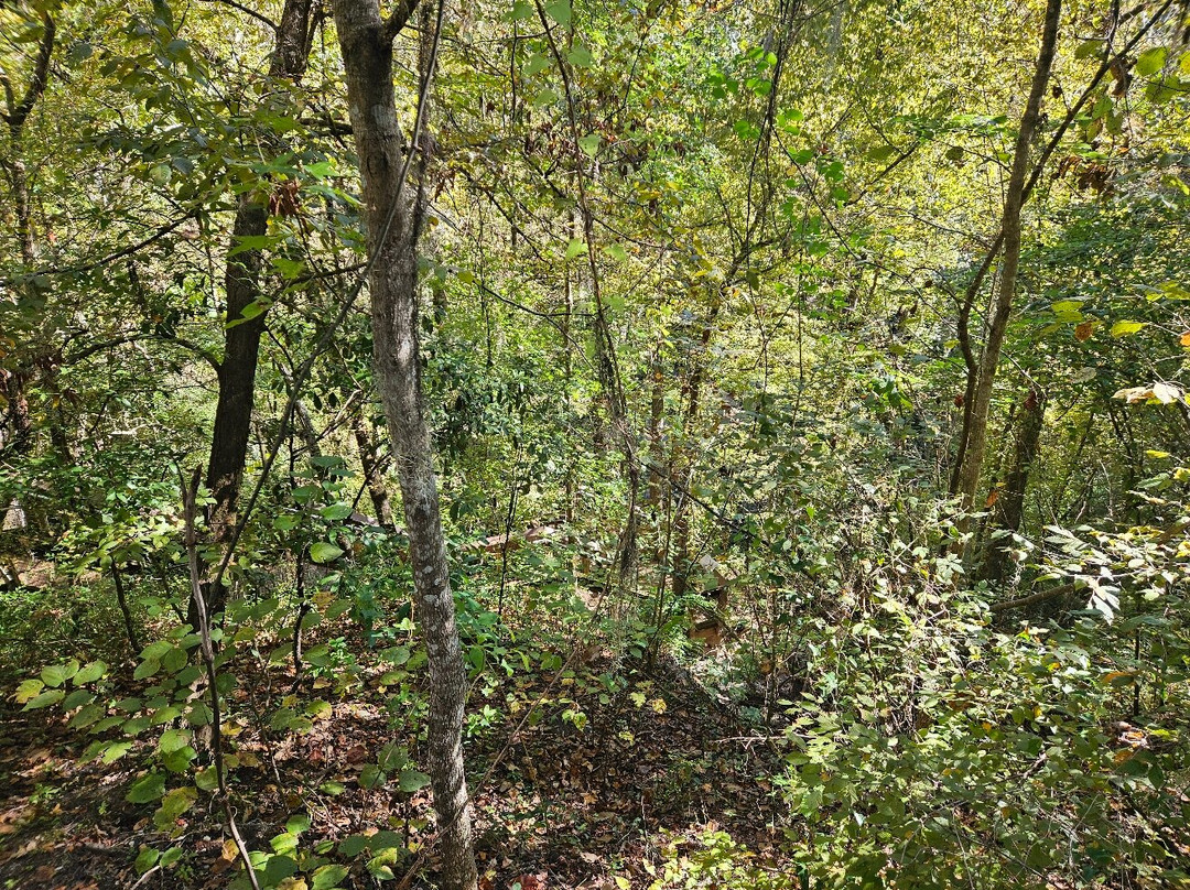 Devil's Millhopper Geological State Park-盖恩斯维尔必去景点