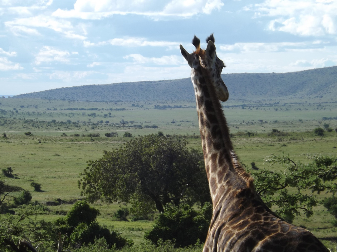 Serengeti National Park景点图片