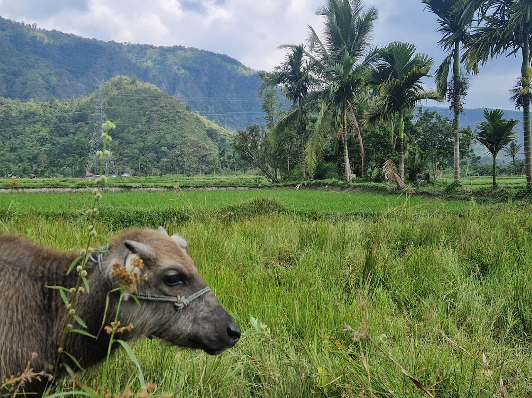 Roni’s Tours -sumatra Tour Guide-武吉丁宜必去景点
