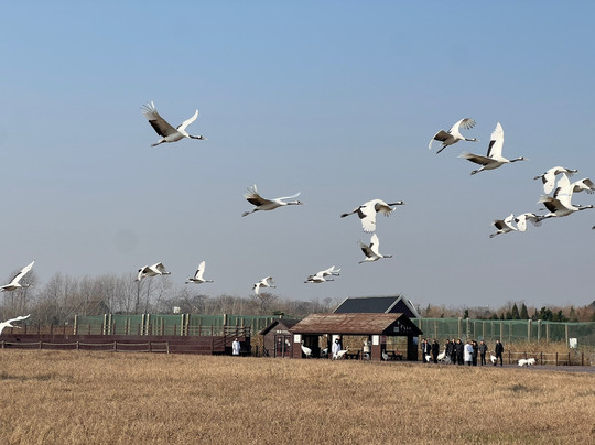 盐城丹顶鹤保护区-东台市必去景点