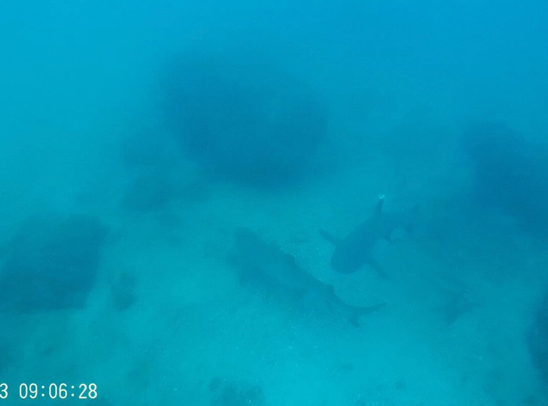 Deep Blue Diving Adventures-Playas del Coco必去景点