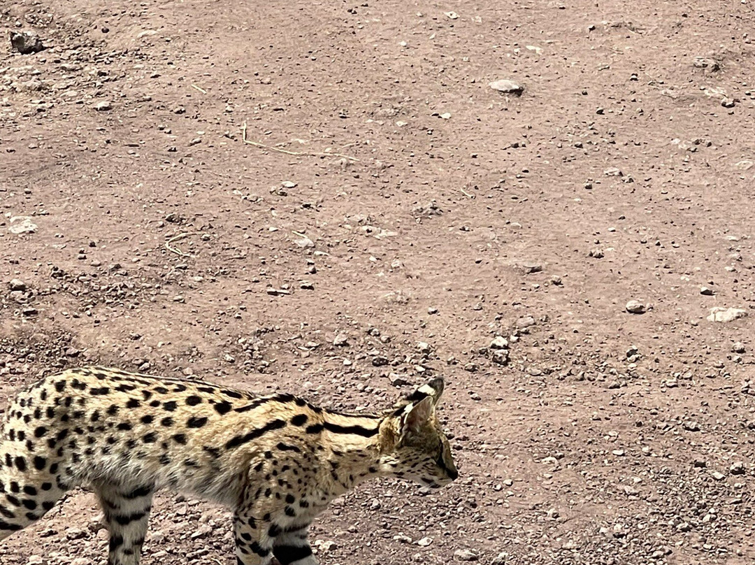 Asilia-Ngorongoro必去景点