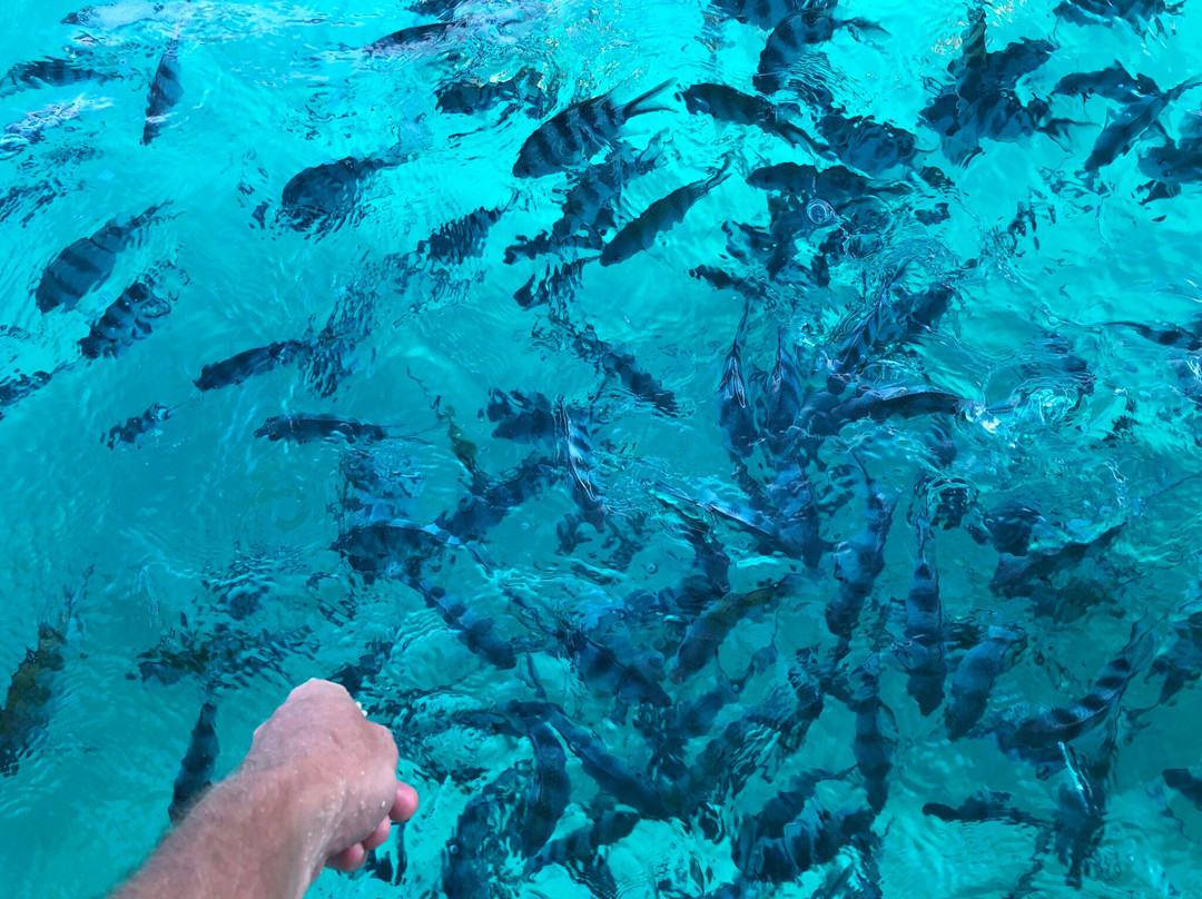 Whale's Tale Cruises Fiji-丹娜努岛必去景点