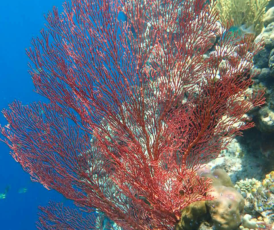 Snorkeling Menjangan Island景点图片