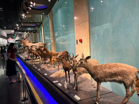 国家动物博物馆-北京市必去景点
