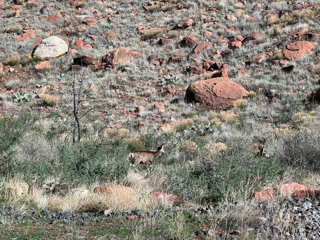 Best Western Plus Zion Canyon Inn & Suites主图