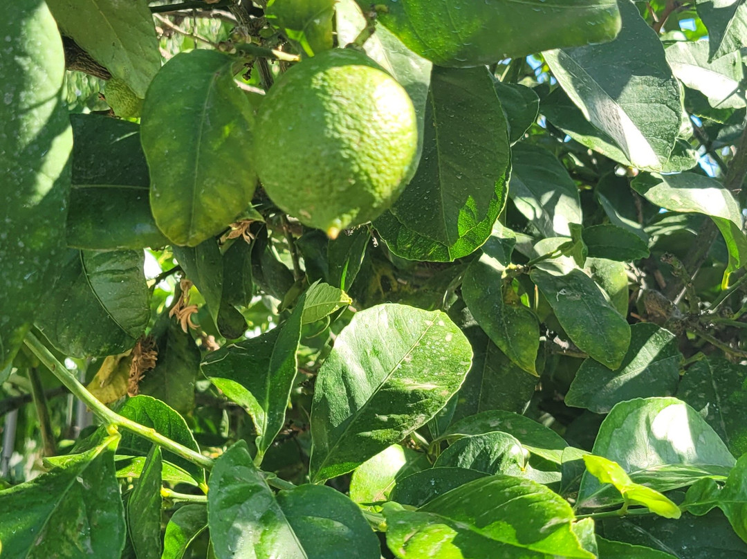 Evagelina Hotel主图