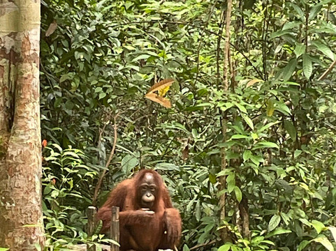 Siti’s Tanjung Puting Orangutan Tours-Pangkalan Bun必去景点