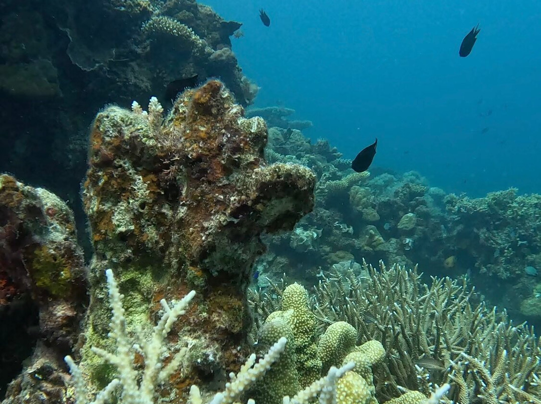 Skeleton Reef景点图片