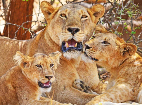 Verdoro Safaris Uganda