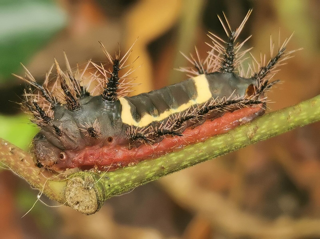 Carlota Tours Tortuguero Français-托图杰多必去景点