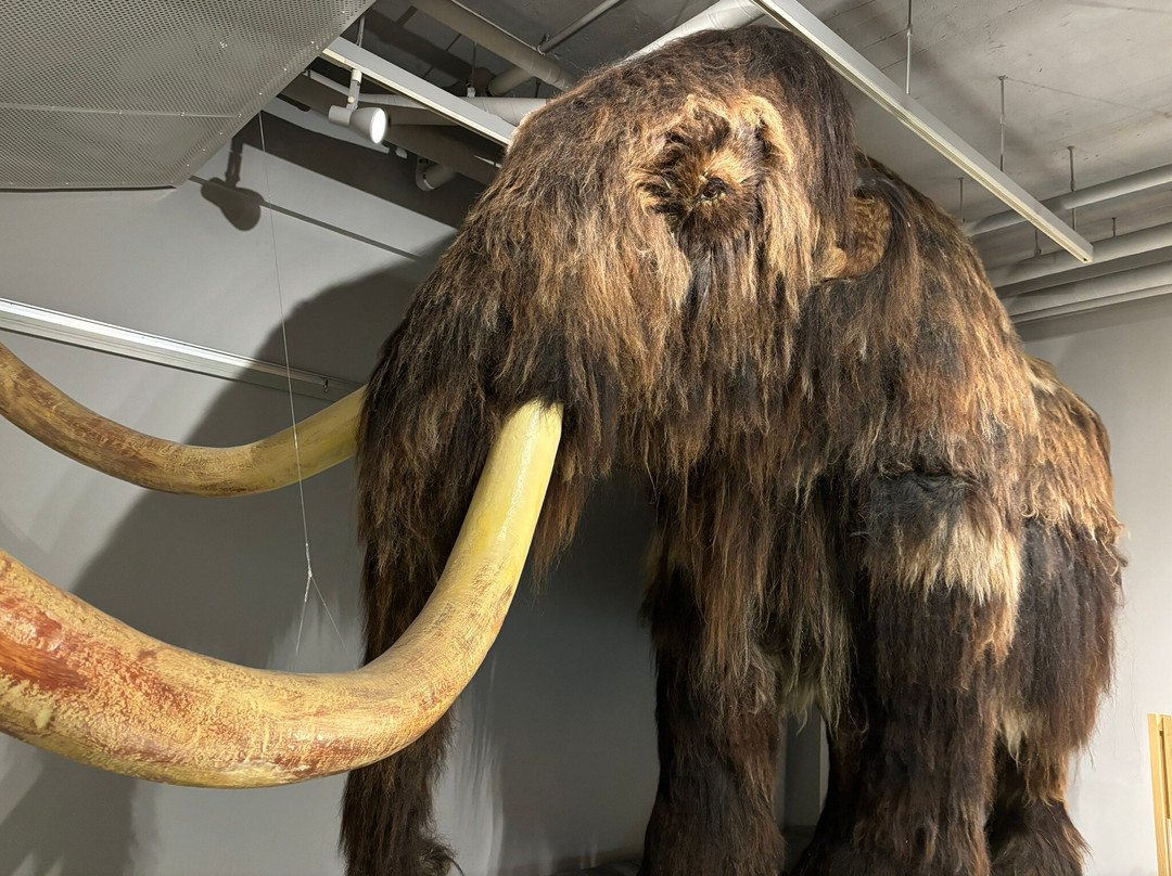 北海道大学博物馆-札幌市必去景点