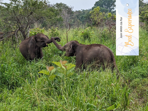 Travelon Tours Sri Lanka