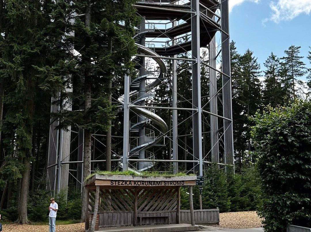 Treetop Walkway景点图片