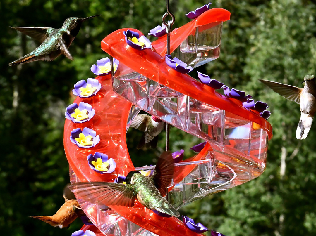 Monarch Mountain Lodge主图