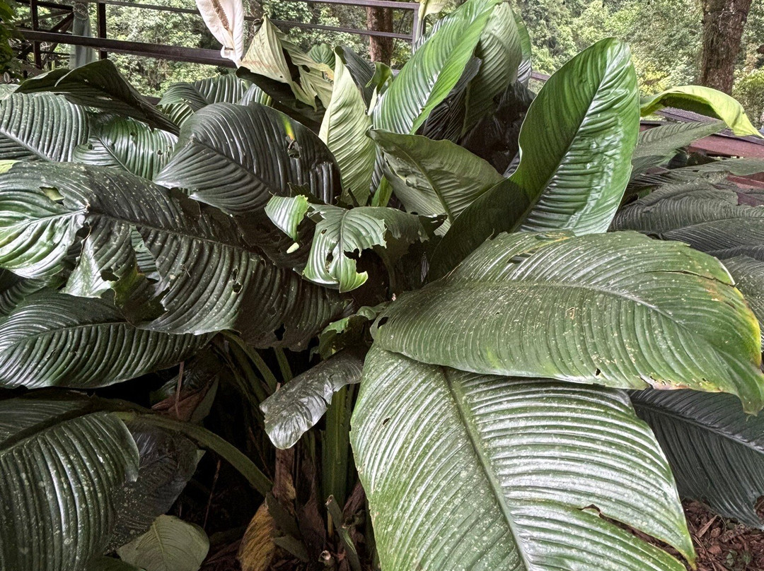 Hacienda Negron主图