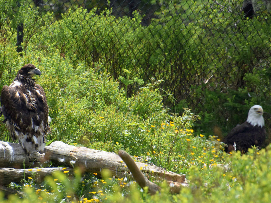 Salmonier Nature Park景点图片