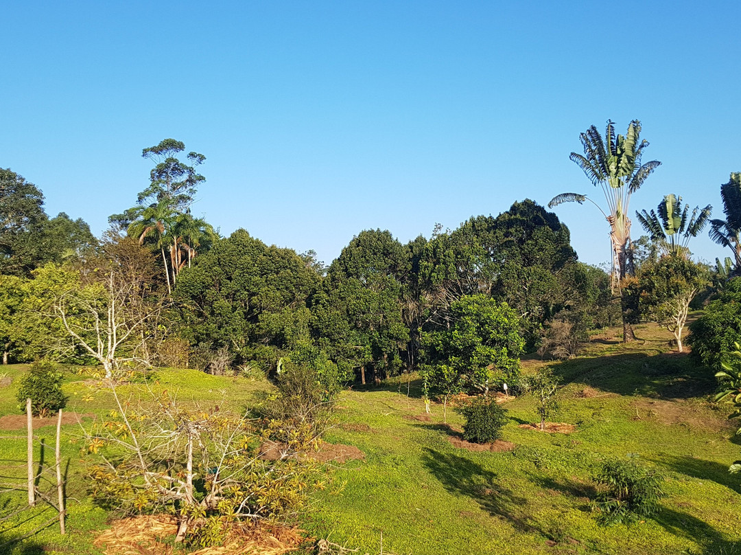 Ranomafana Arboretum景点图片