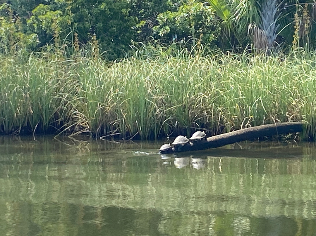 "See Crystal River" - Wildlife Sightseeing Boat Tours-克里斯特尔里弗必去景点