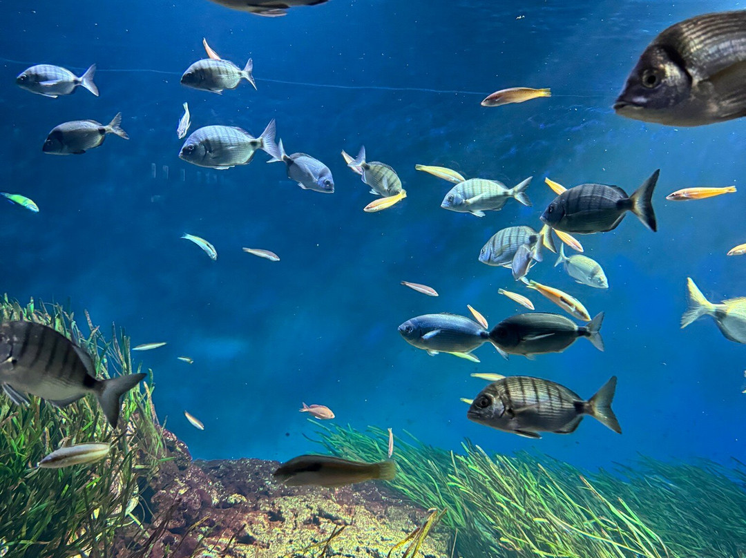 Aquarium de Vendée景点图片