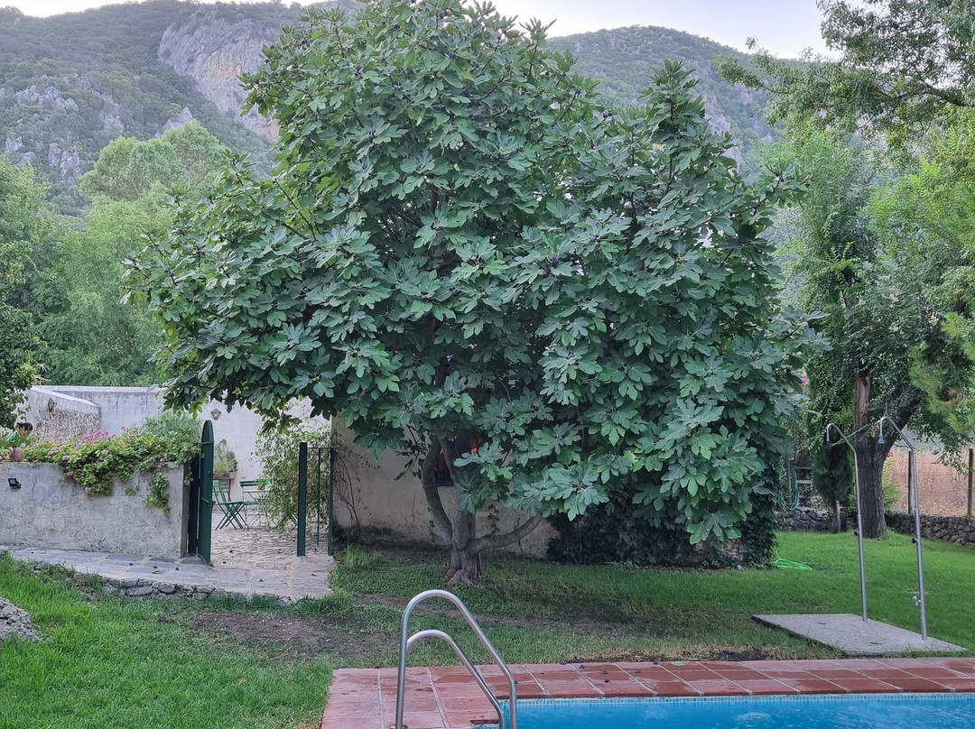El Vihuelo