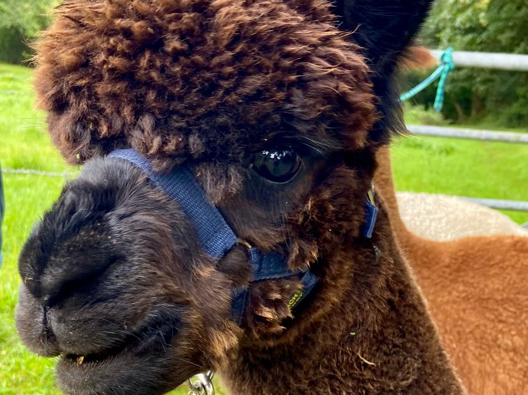 Bearhouse Alpacas-Sidbury必去景点