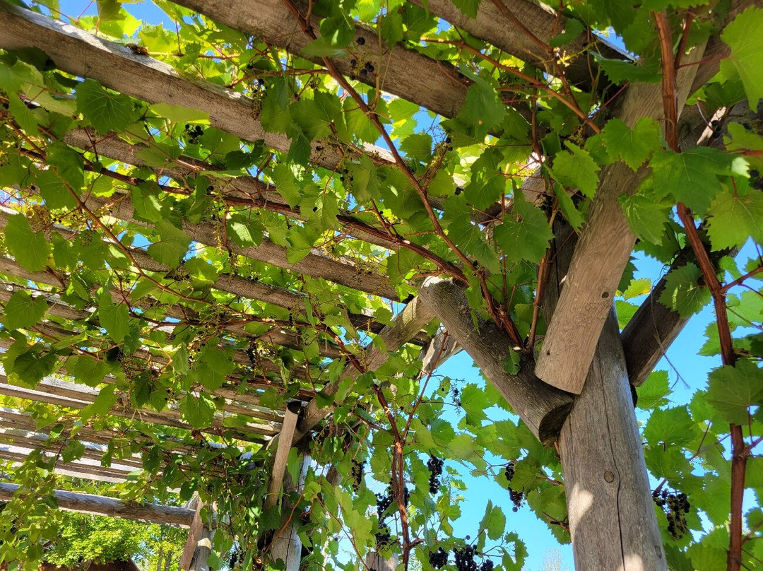 Harbor Ridge Winery-Egg Harbor必去景点