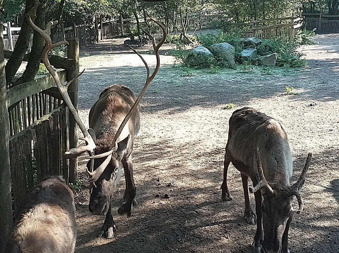 Eindhoven Zoo (voorheen Dierenrijk)景点图片