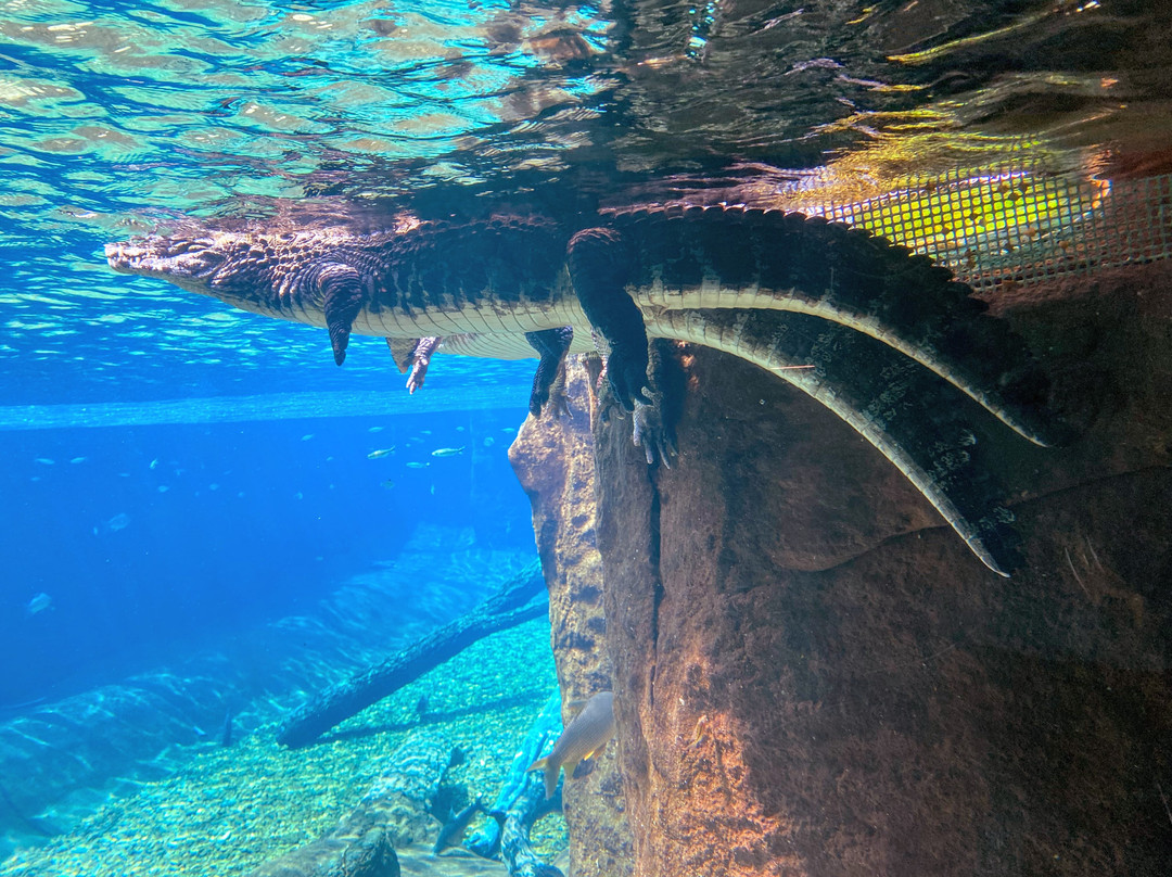 Bioparque Pantanal景点图片