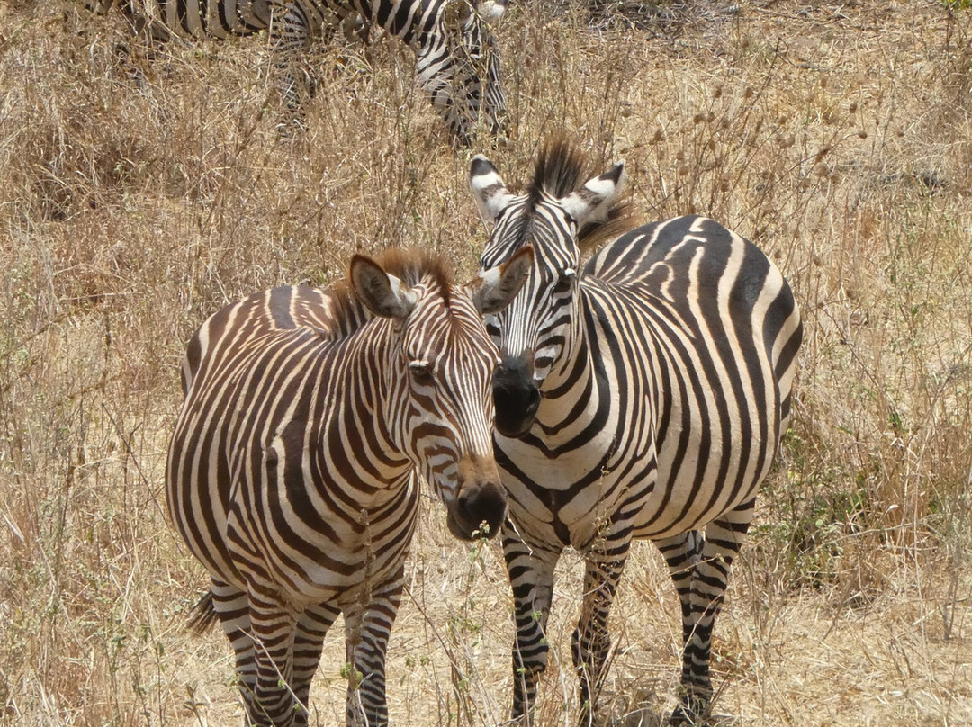 Alledom Safaris-阿鲁沙必去景点