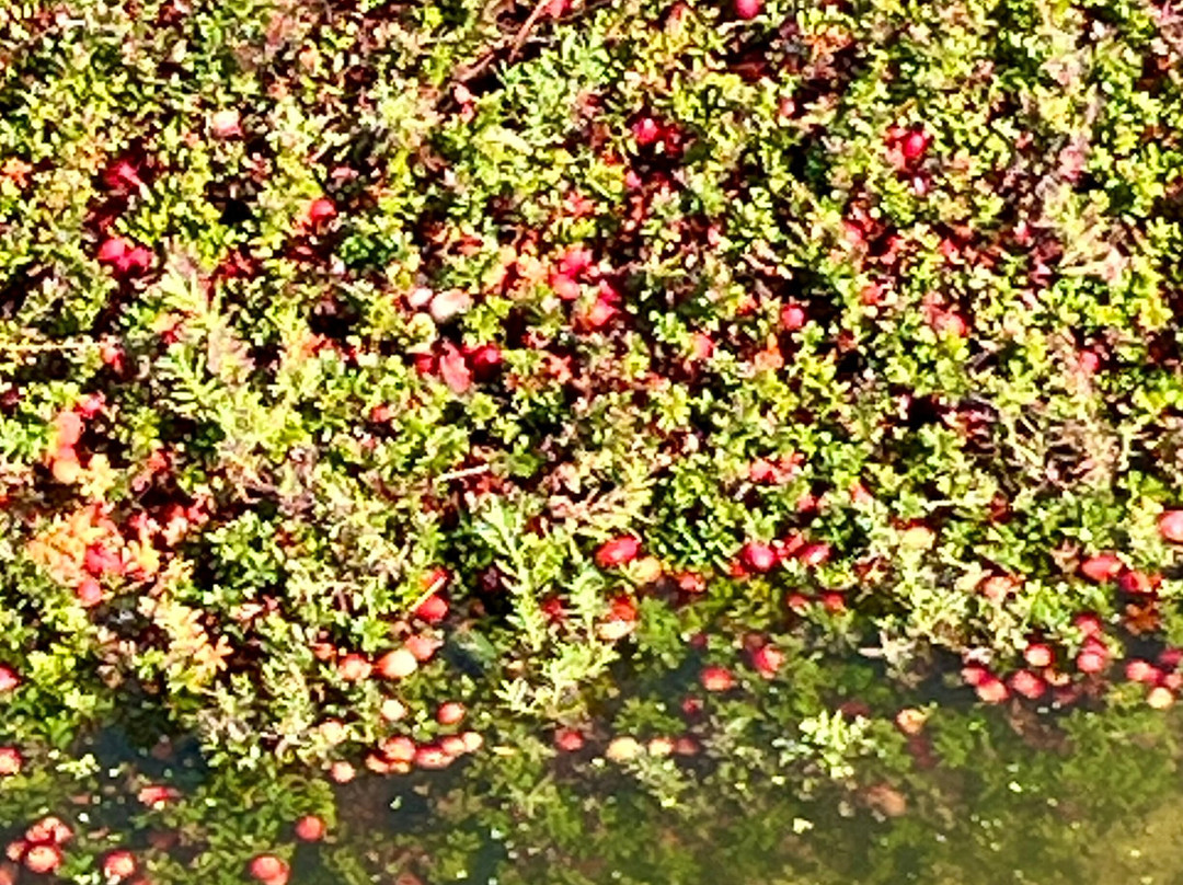 Rooted In Red Cranberry Tours in Wisconsin景点图片