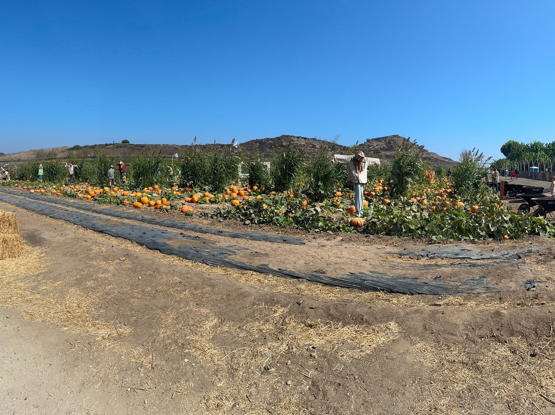 田中农场-尔湾必去景点