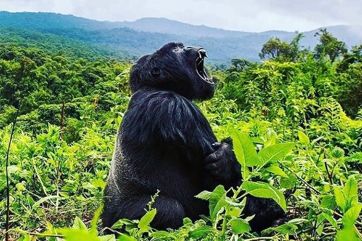 Beverly safaris africa-坎帕拉必去景点