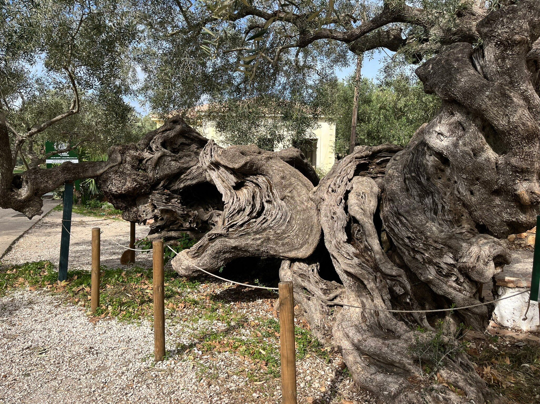 Olive Tree景点图片