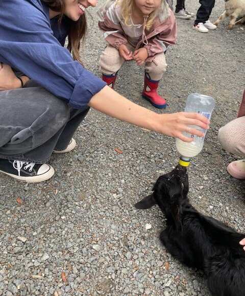 Sheepworld Farm Park-瓦卡沃夫必去景点