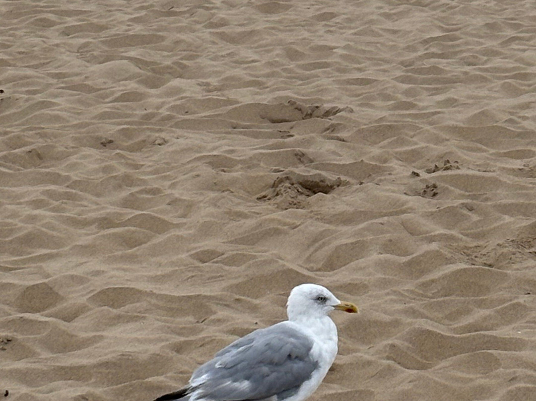 Strand van Katwijk aan Zee景点图片