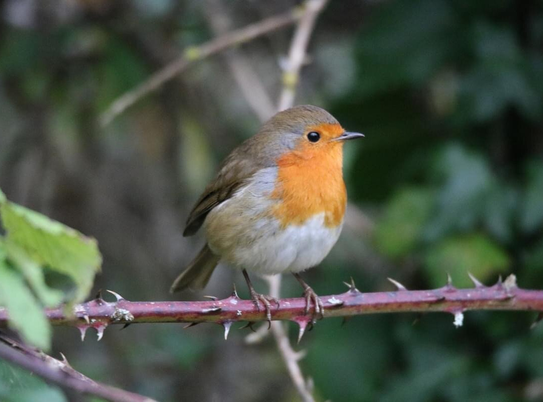 RSPB Conwy Nature Reserve景点图片