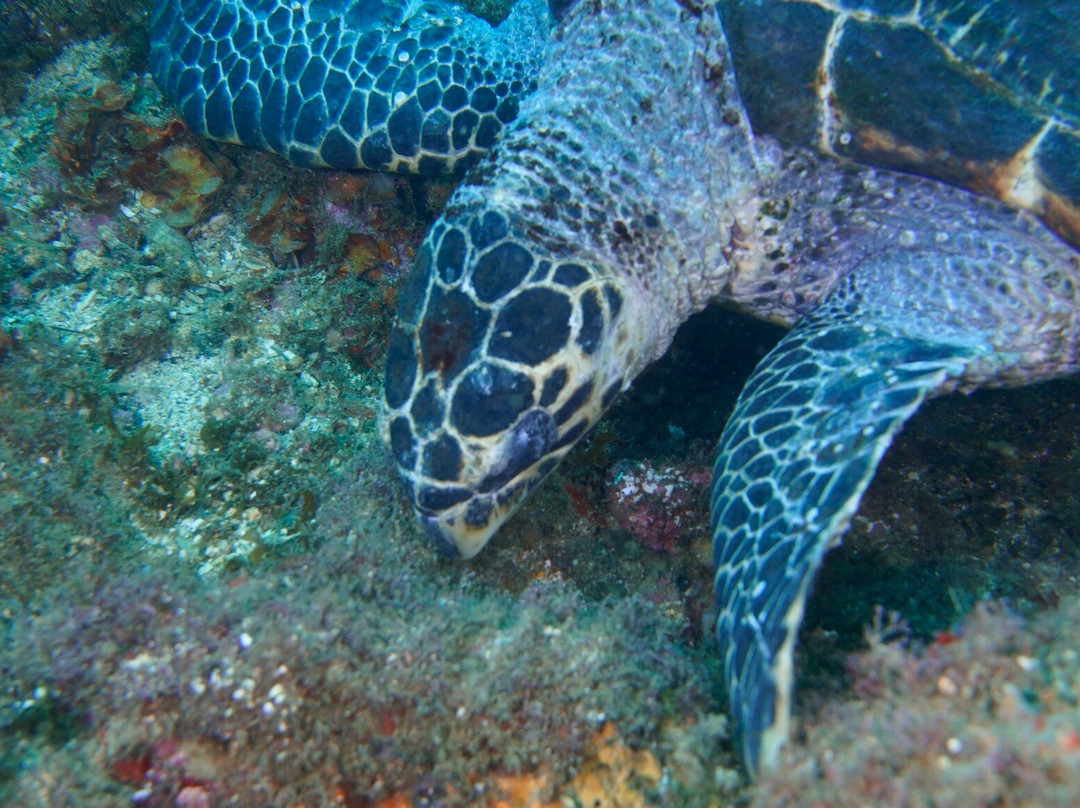 Tatauga Dive-维涅杜必去景点