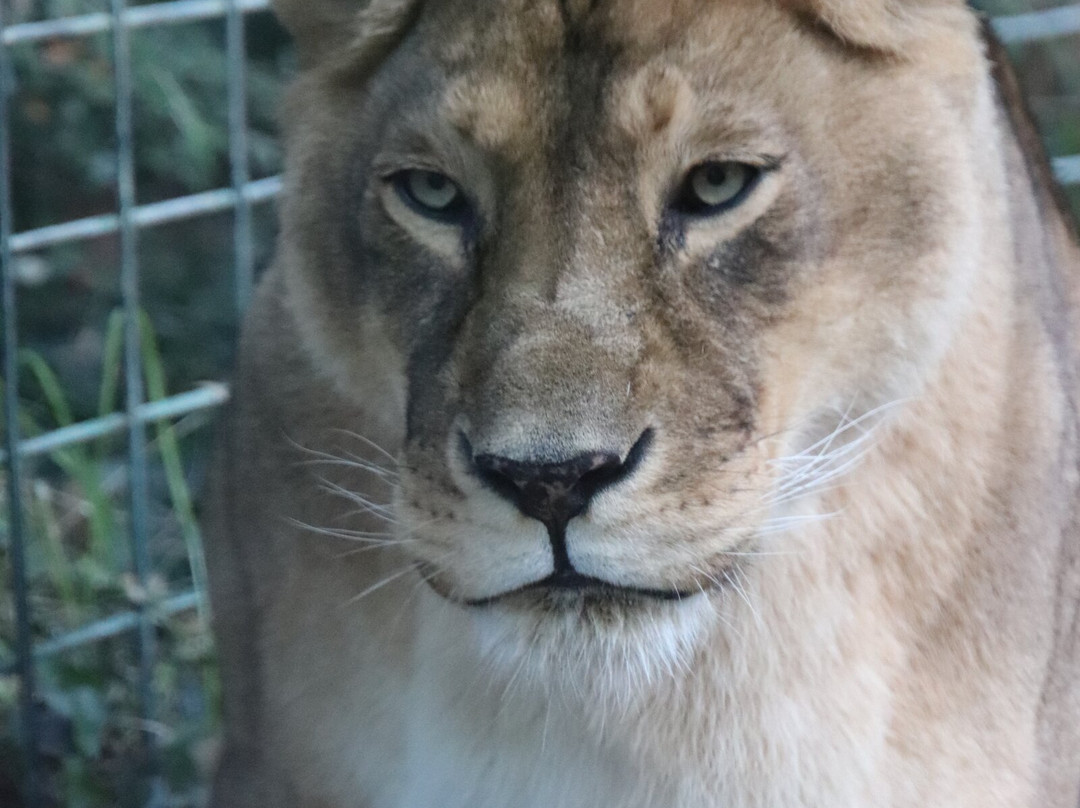 Zoo de La Palmyre景点图片