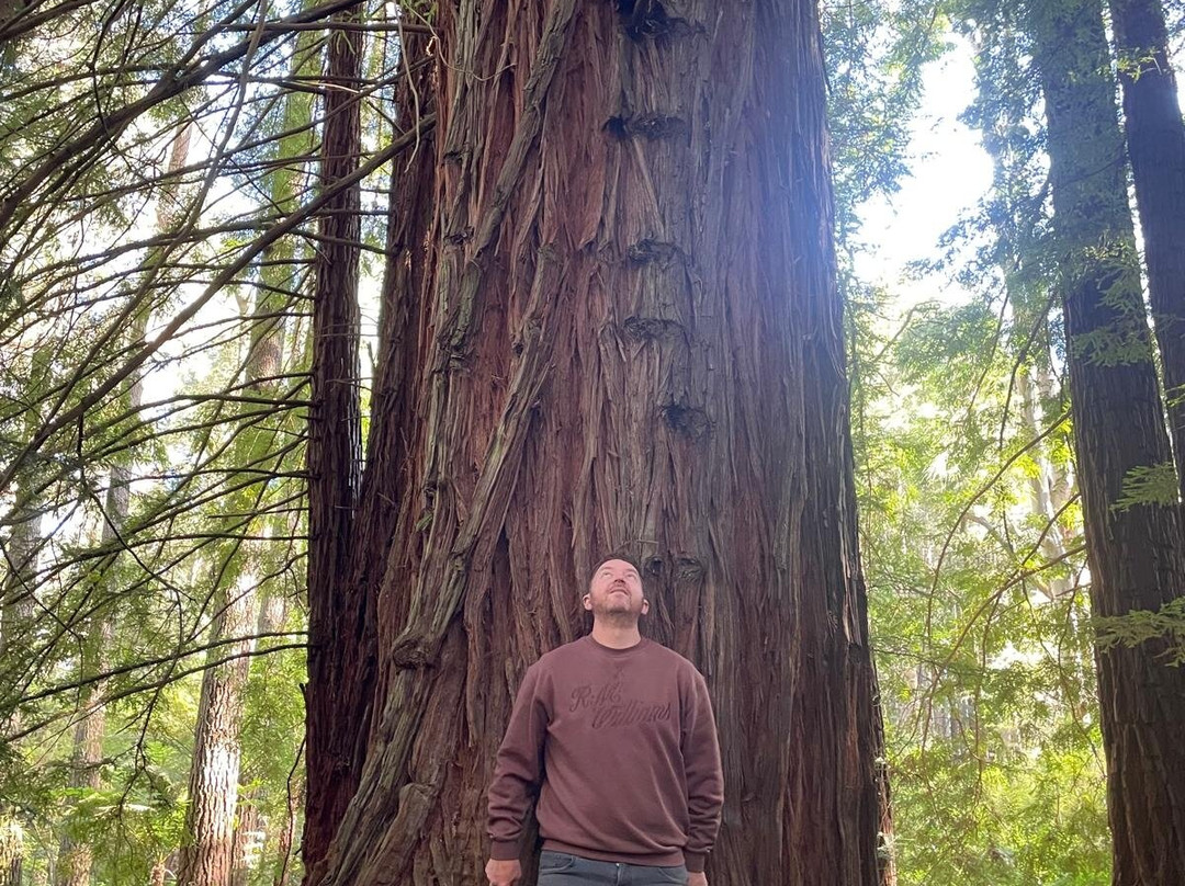 Redwood Forest-华伯登必去景点