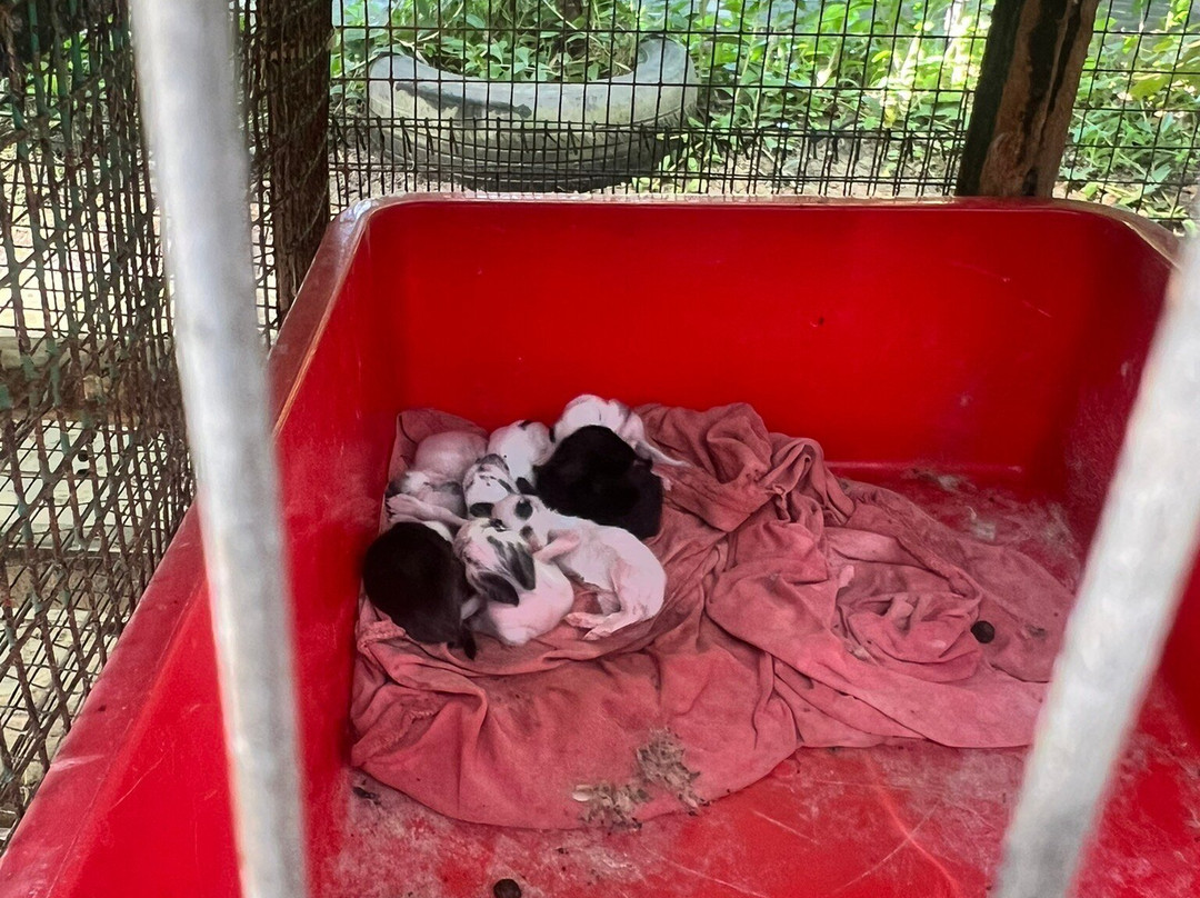 Audi Dream Farm景点图片