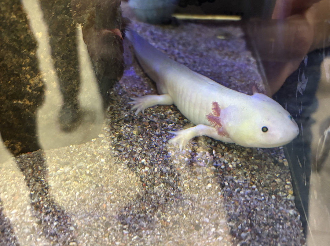 Phoenix Herpetological Sanctuary-斯科茨代尔必去景点