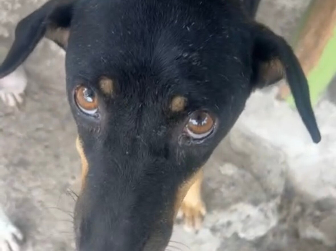 Moalboal Animal Welfare