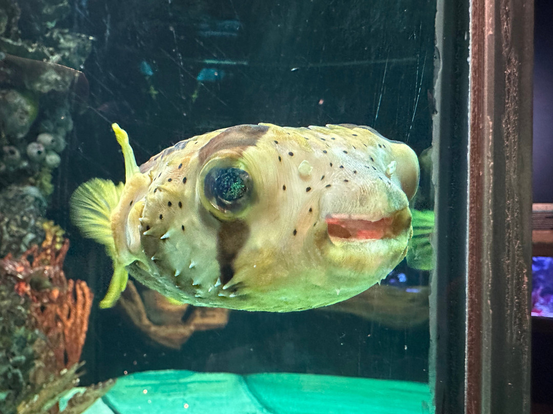 Electric City Aquarium & Reptile Den景点图片