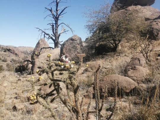 Davis Mountain Scenic Loop-Fort Davis必去景点
