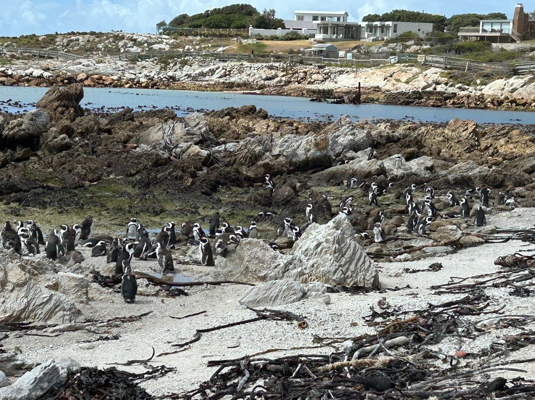 Stony Point Nature Reserve-Betty's Bay必去景点